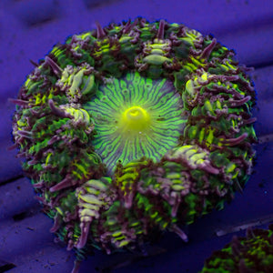 Gremlin Flower Anemone (0.5-1”) 1