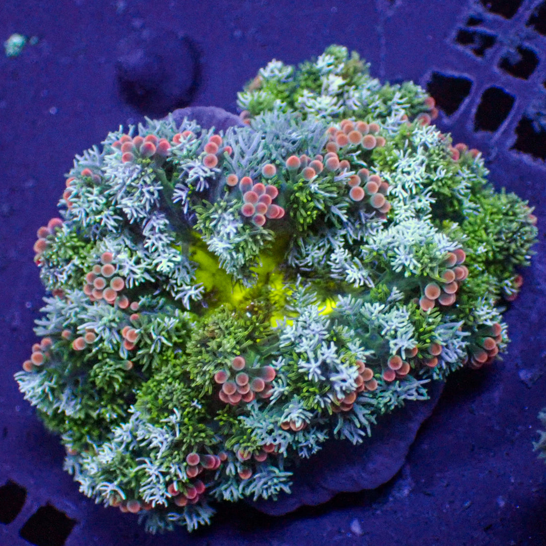 CA cherry pop kiwi rainbow hemprichii anemone