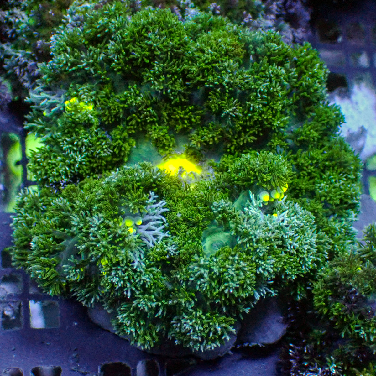 CA Green Ghoul Hemprichii Anemone | Corals Anonymous