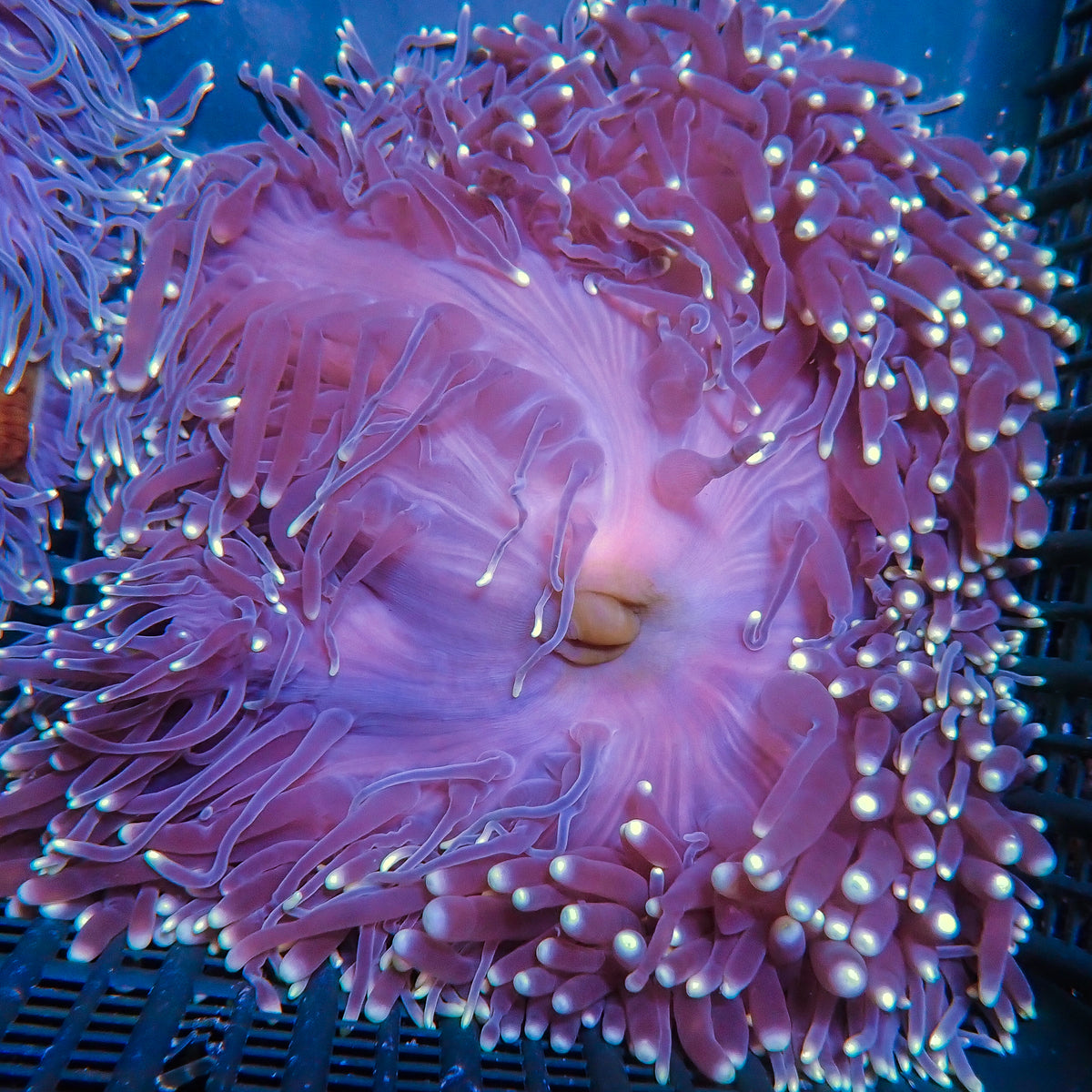 Starry Night Ritteri Anemone - Corals Anonymous