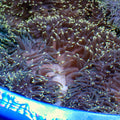Starry Night Ritteri Anemone - Corals Anonymous
