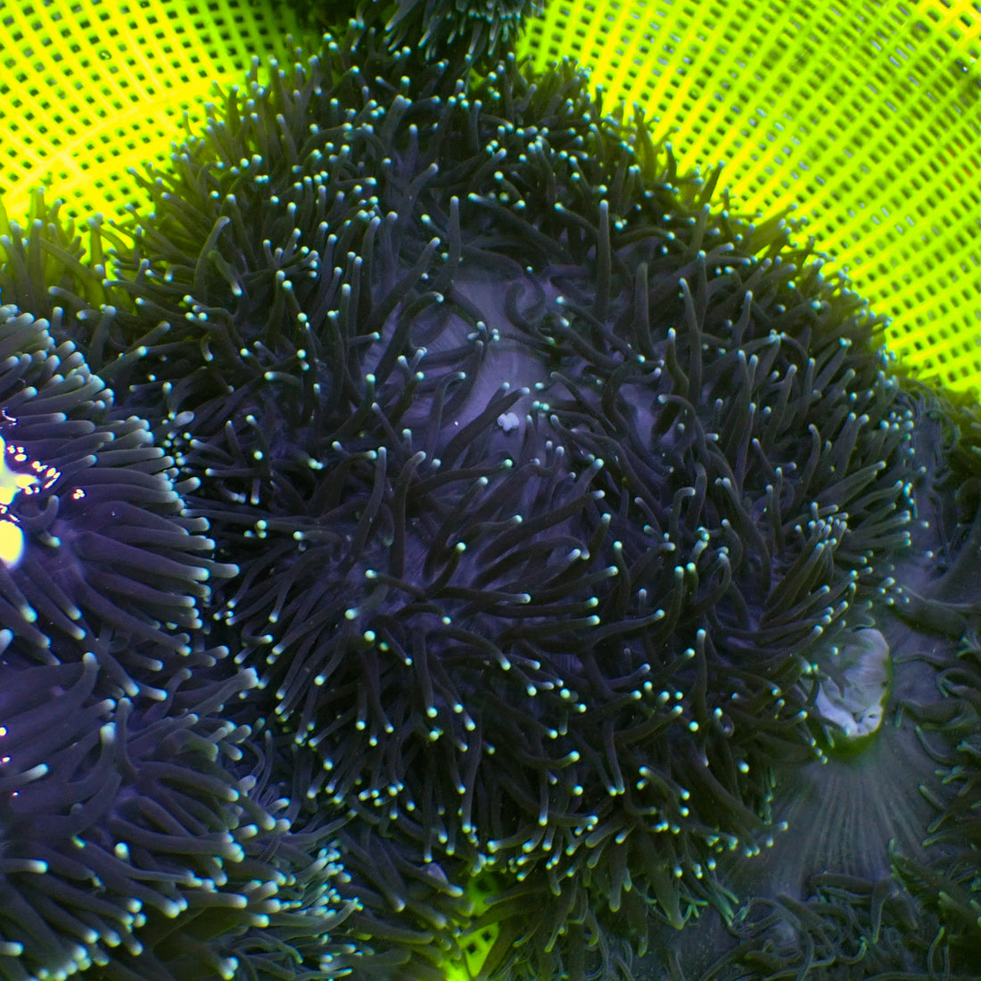 Starry Night Ritteri Anemone - Corals Anonymous