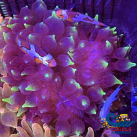 Ca Purple Flash Anemone (3-5) Anemone
