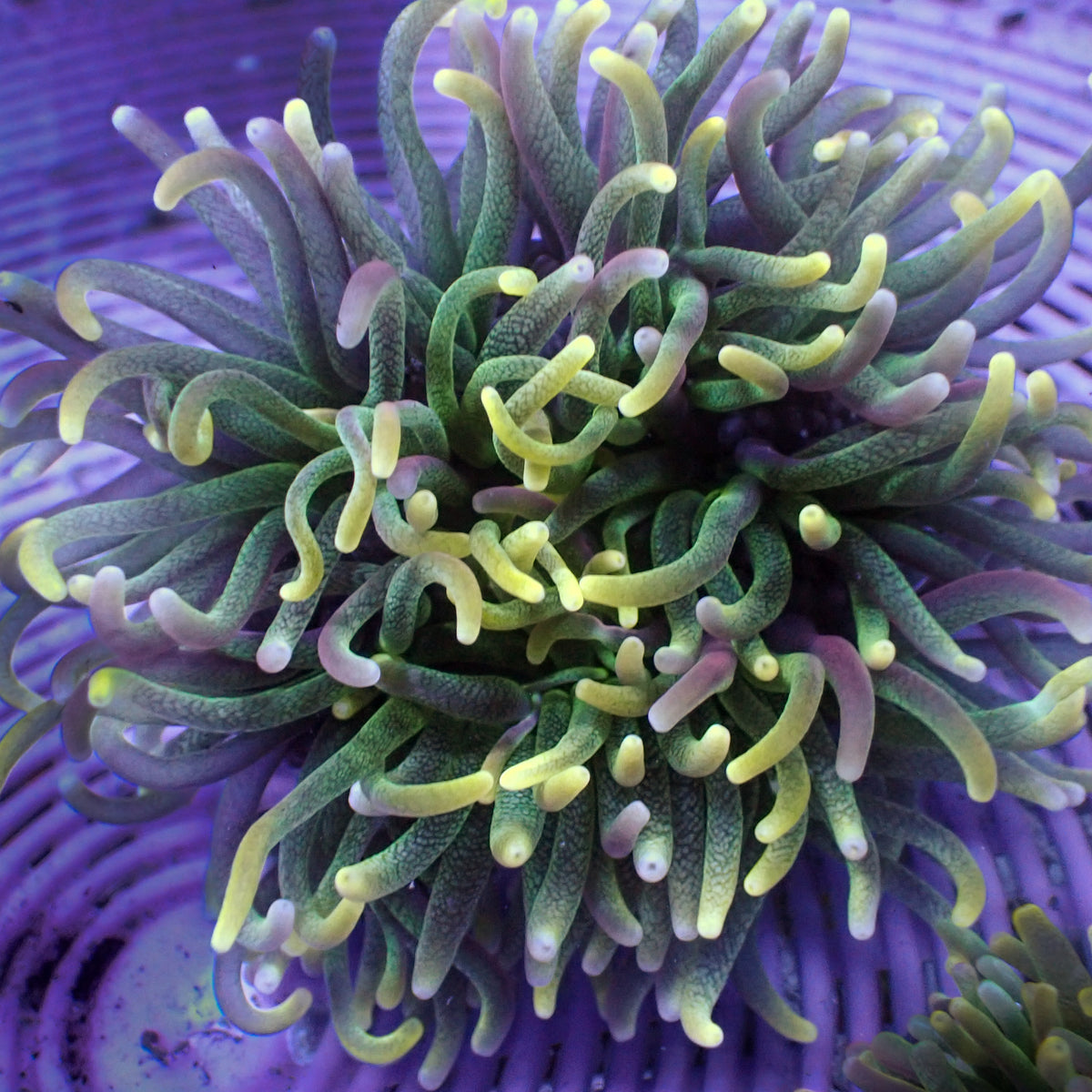 Yellow Tip Green Ghoul Long Tentacle Anemone (2-3") - Corals Anonymous