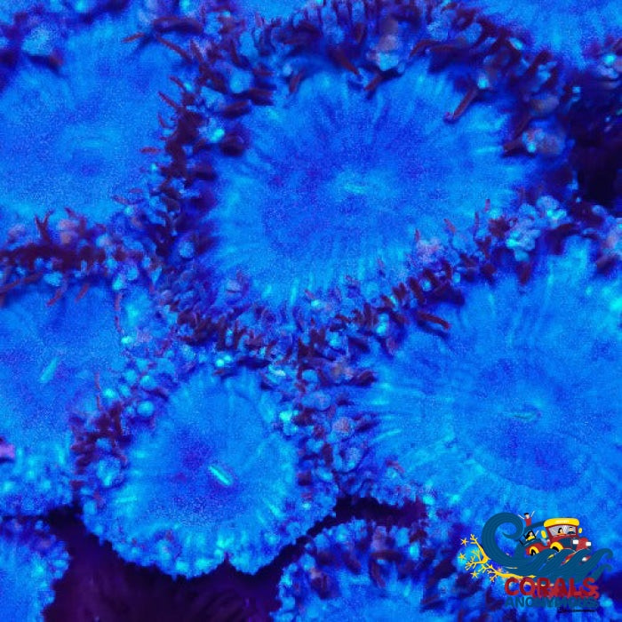 Blue Moon Blastomussa Blasto