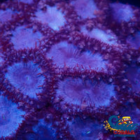 Blue Moon Blastomussa Blasto
