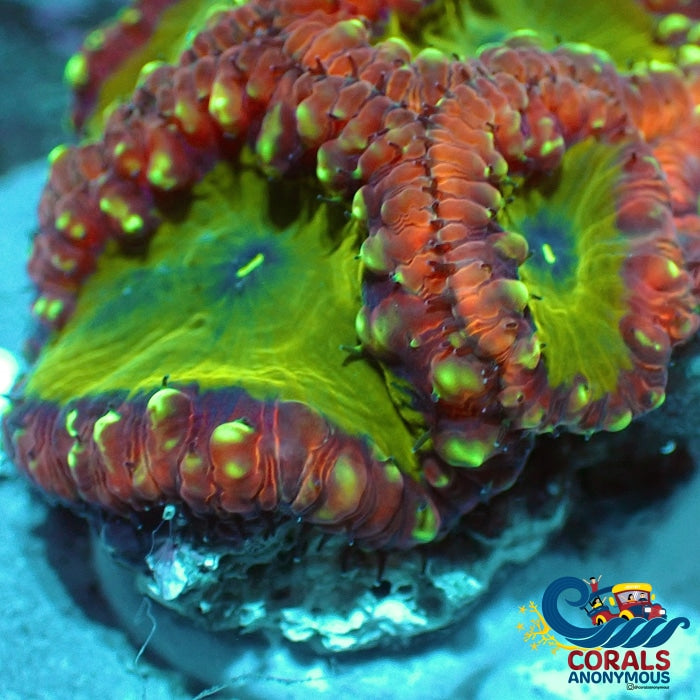 Candy Apple Blastomussa Blasto