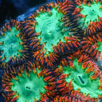 Red and Teal Blastomussa (1 Polyp) - Corals Anonymous

