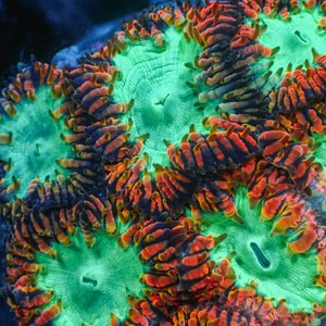 Red and Teal Blastomussa (1 Polyp) - Corals Anonymous
