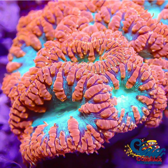 Red and Teal Blastomussa (1 Polyp) - Corals Anonymous
