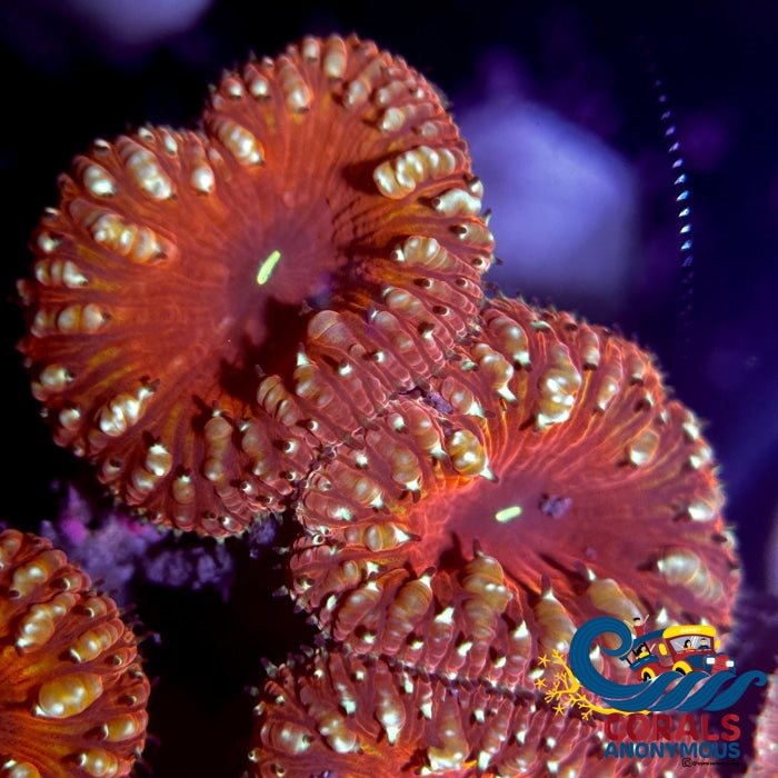 Spitfire Red Blastomussa (1 Polyp) Blasto