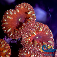 Spitfire Red Blastomussa (1 Polyp) Blasto
