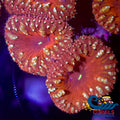 Spitfire Red Blastomussa (1 Polyp) Blasto