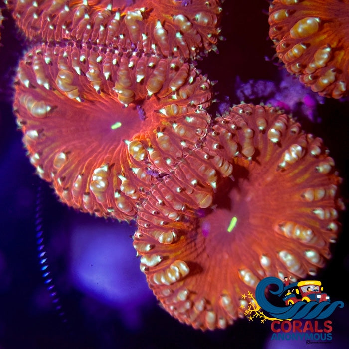 Spitfire Red Blastomussa (1 Polyp) Blasto