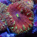Spitfire Red Blastomussa - Corals Anonymous