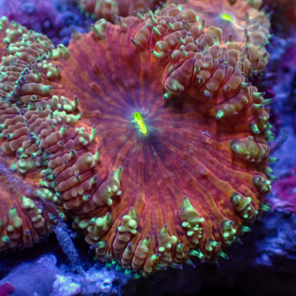 Spitfire Red Blastomussa - Corals Anonymous