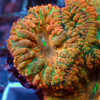 apple jacks blastomussa 2
