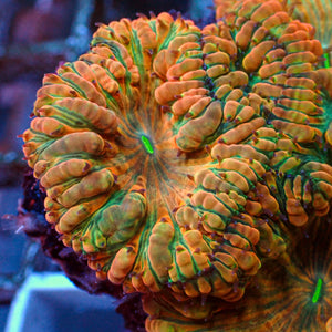 apple jacks blastomussa 2