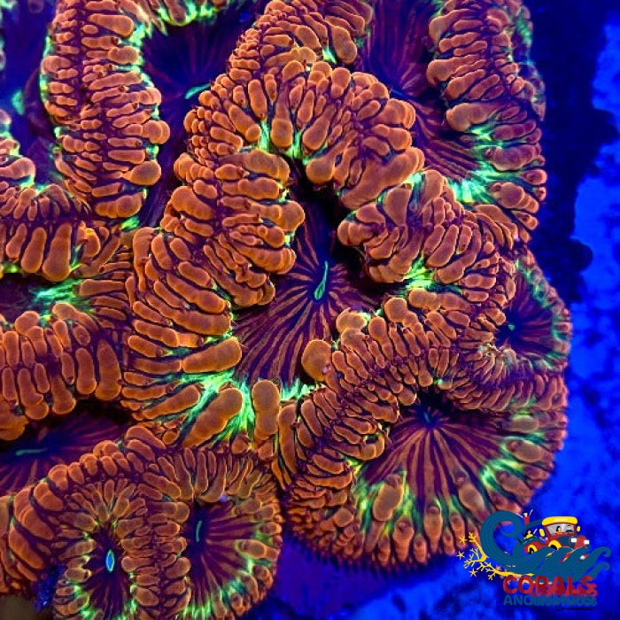 Cosmic Red Blastomussa (1 Polyp) Blasto