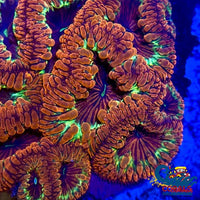 Cosmic Red Blastomussa (1 Polyp) Blasto