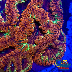 Cosmic Red Blastomussa (1 Polyp) Blasto