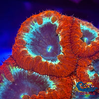 Cosmos Blastomussa (1 Polyp) Blasto