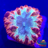 Crimson Rainbow Blastomussa (1 Polyp) Blasto
