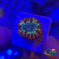 Crimson Rainbow Blastomussa (1 Polyp) Blasto
