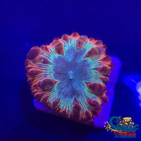 Crimson Rainbow Blastomussa (1 Polyp) Blasto

