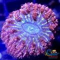 Dreamcast Blastomussa (1 Polyp) Blasto