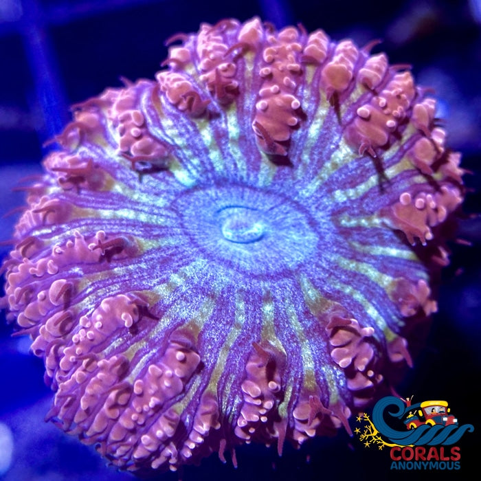 Dreamcast Blastomussa (1 Polyp) Blasto