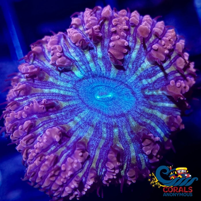 Dreamcast Blastomussa (1 Polyp) Blasto