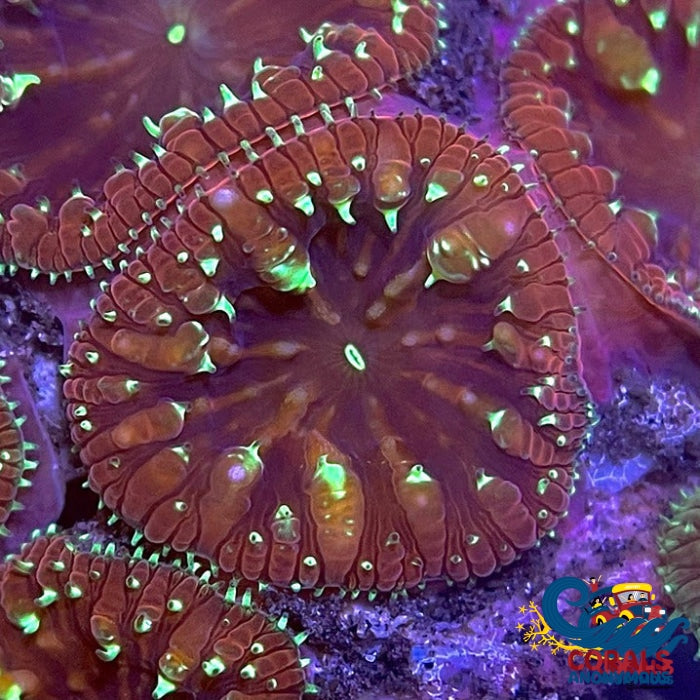 Emerald Star Blastomussa (1 Polyp) Blasto