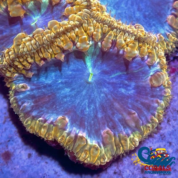 Golden Moon Rainbow Blastomussa (1 Polyp) Blasto