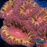 Ironman Blastomussa (1 Polyp) Blasto