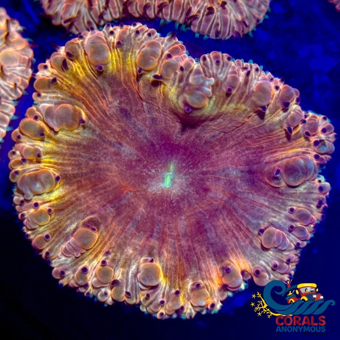 Jolly Peach Blastomussa (1 Polyp) | Corals Anonymous