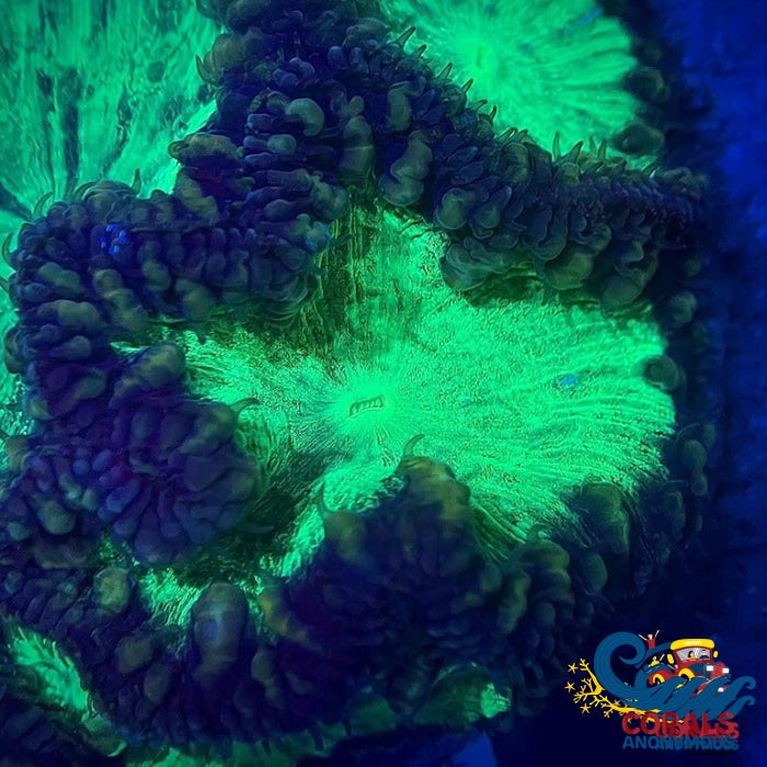 Kryptonite Lime Green Blastomussa (1 Polyp) Blasto