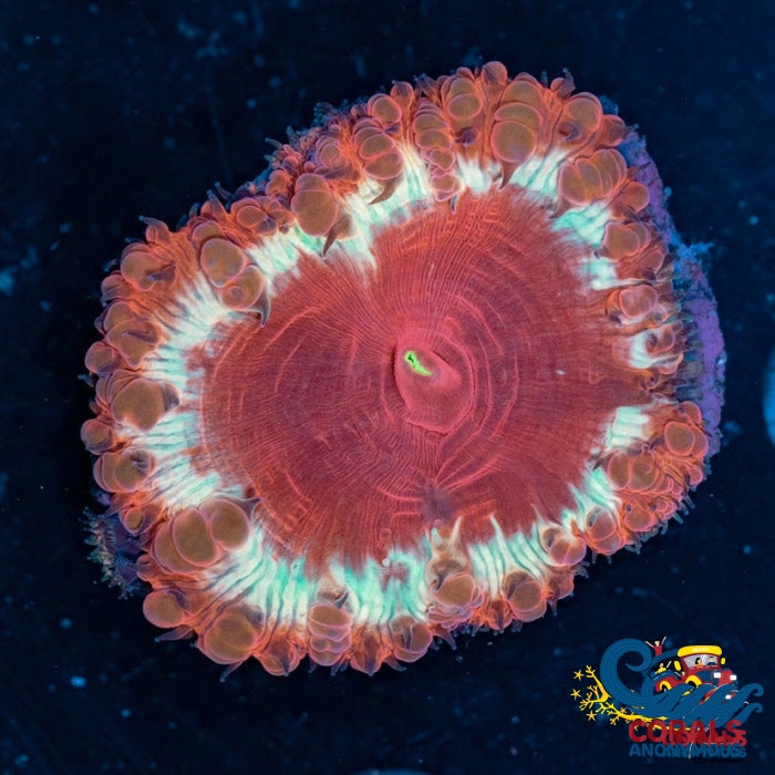 Maroon-Six Blastomussa (1 Polyp) Blasto