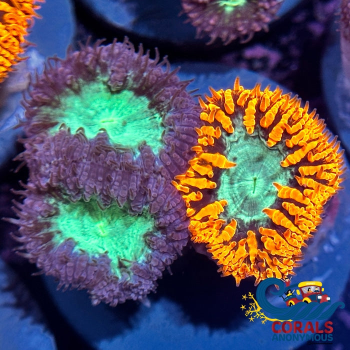 Mixed Blastomussa (3 Polyp) Blasto