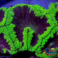 Nuclear Green Rim Blastomussa (1 Polyp) Blasto