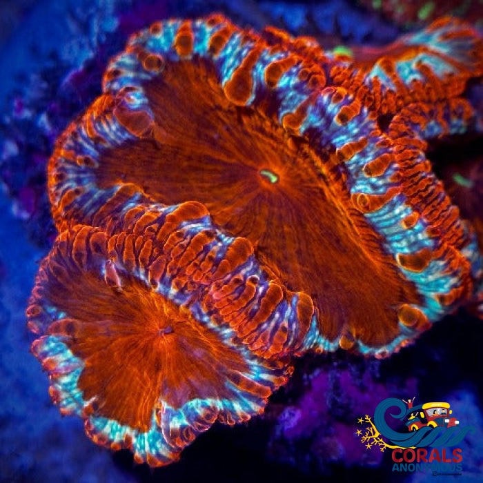 Oasis Red Blastomussa (1 Polyp) Blasto
