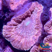 Pink Dream Blastomussa (1 Polyp) Blasto
