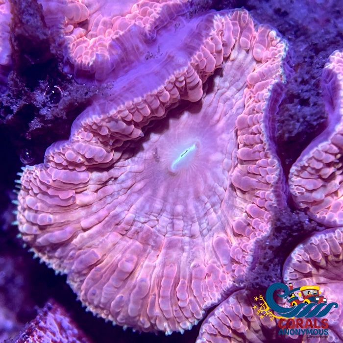 Pink Dream Blastomussa (1 Polyp) Blasto