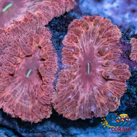 Pink Dream Blastomussa (1 Polyp) Blasto
