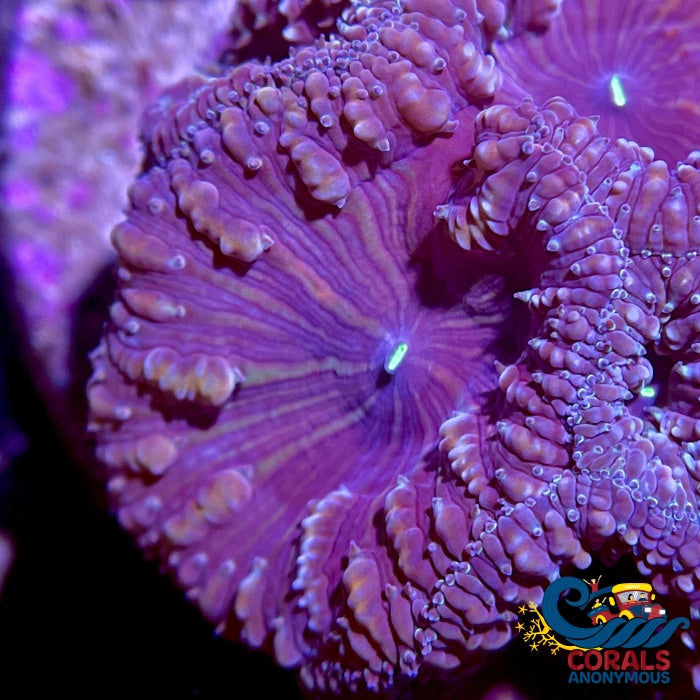 Purple Blastomussa (1 Polyp) Blasto