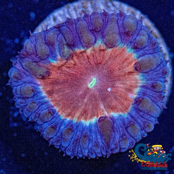 Purple Rim Flamethrower Blastomussa (1 Polyp) Blasto