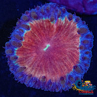 Purple Rim Flamethrower Blastomussa (1 Polyp) Blasto

