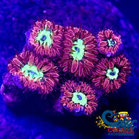 Red & Green Blastomussa Merletti Blasto