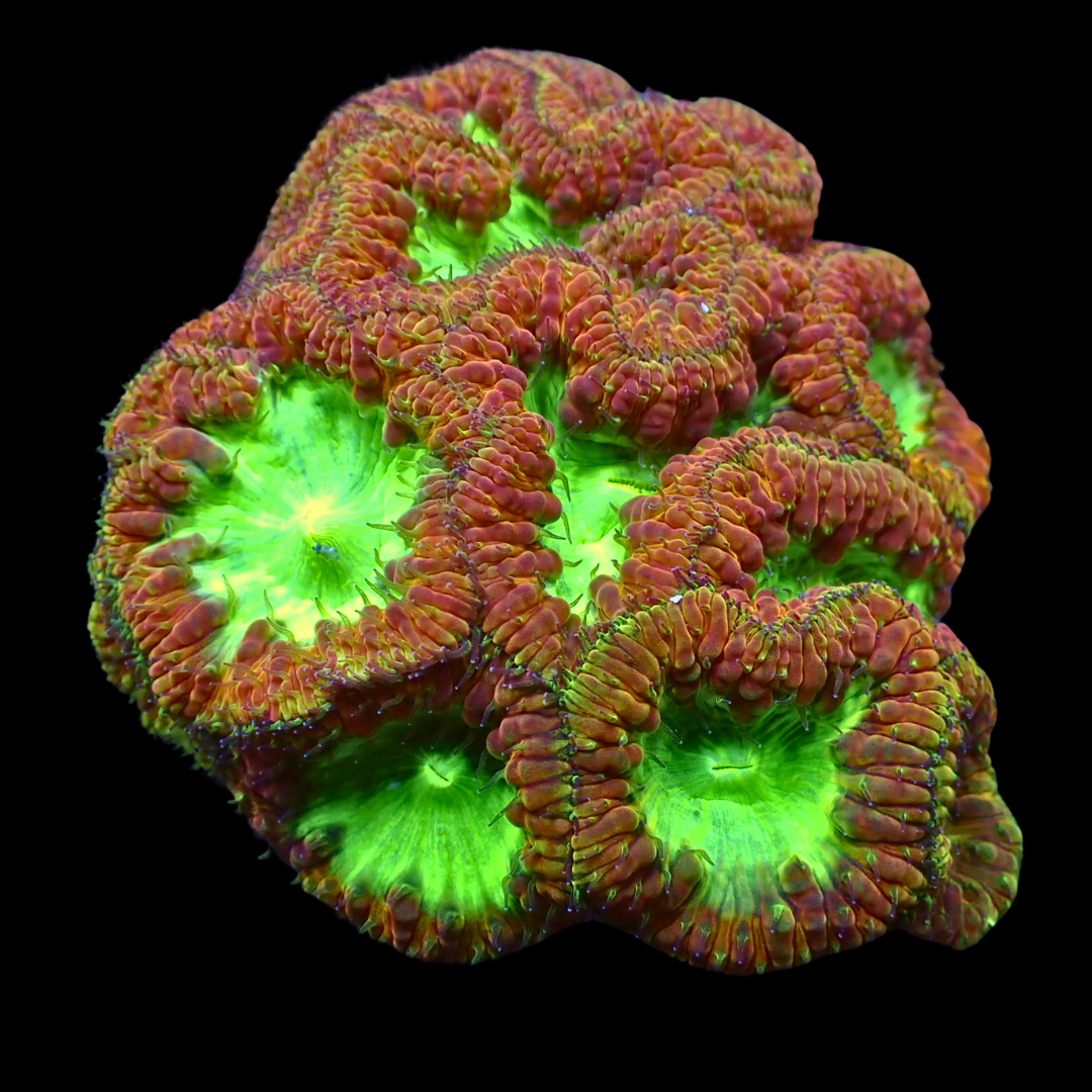 Starfire Rainbow Blastomussa (1 Polyp) - Corals Anonymous