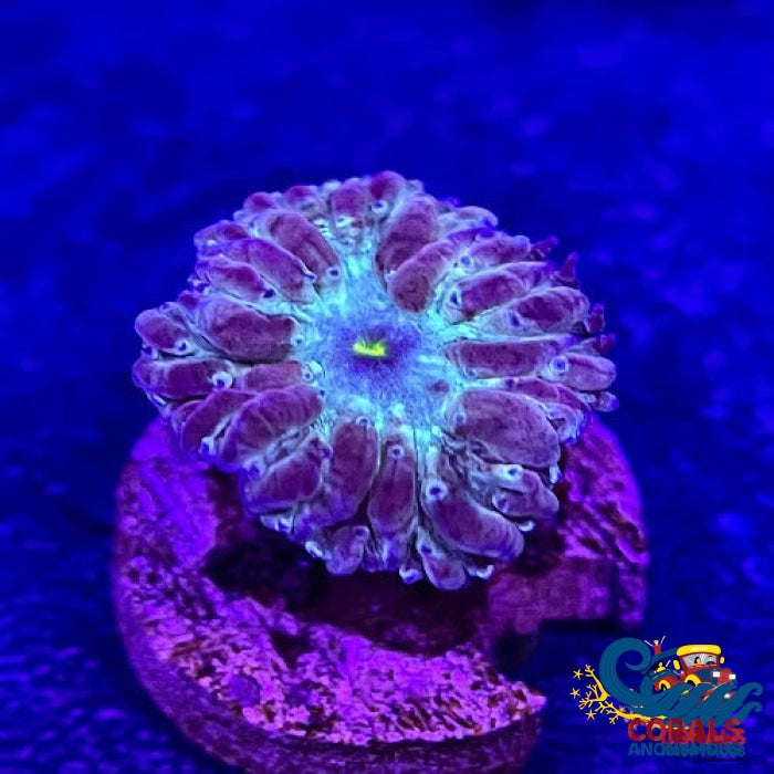 Teal Splash Blastomussa (1 Polyp) Blasto
